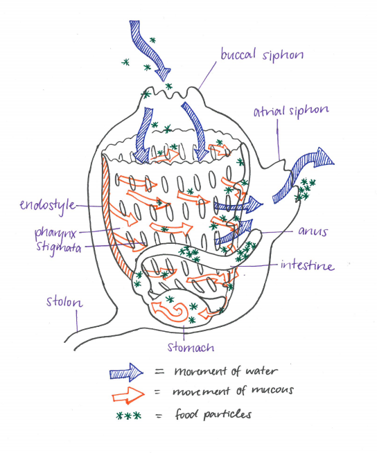 figure image